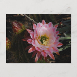 Cartão Postal Sombra da Manhã