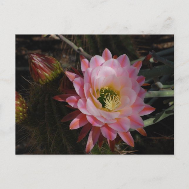 Cartão Postal Sombra da Manhã (Frente)