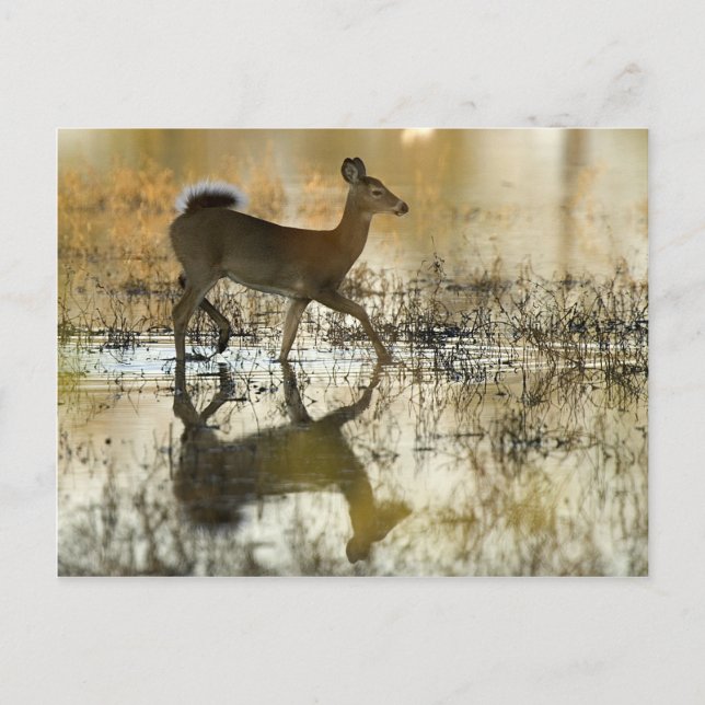 Cartão Postal Sombra de Veado Branco (Frente)