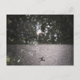 Cartão Postal Sombra do Orb Weaver - Foto de Aranha
