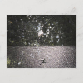 Cartão Postal Sombra do Orb Weaver - Foto de Aranha
