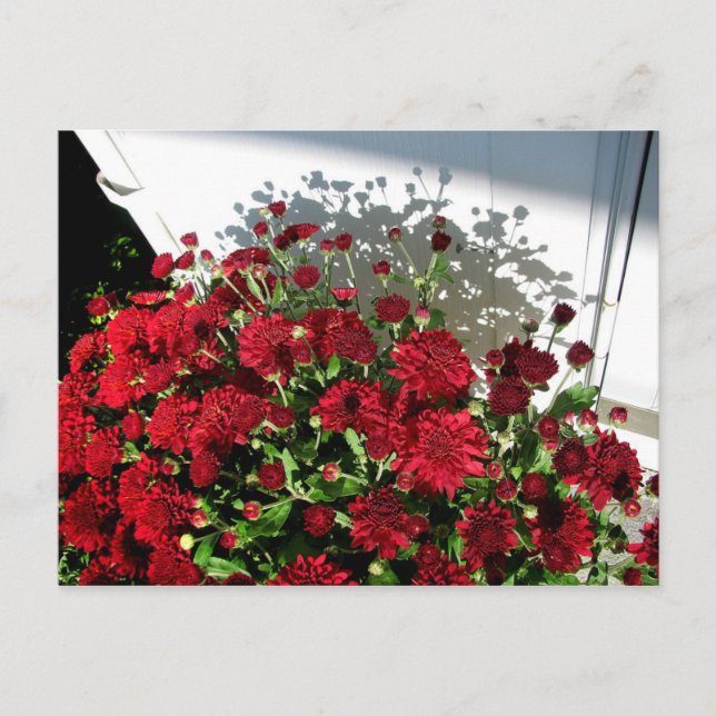 Cartão Postal Sombras das Mães (Frente)
