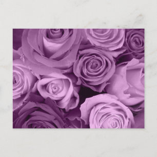 Cartão Postal Sombras das Rosas roxas