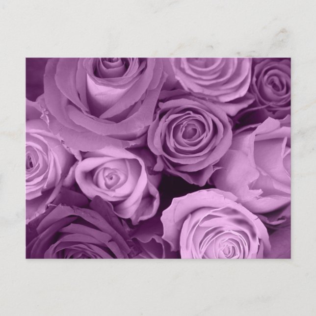 Cartão Postal Sombras das Rosas roxas (Frente)