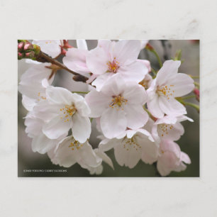 Cartão Postal Somei-yoshino: Cherry Blossoms [Cartão postal]
