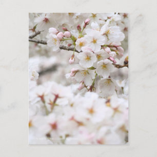 Cartão Postal Somei-yoshino: Cherry Blossoms [Cartão postal]