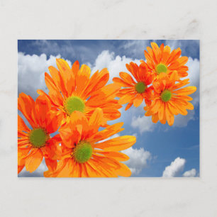 Cartão Postal Somente 3 flores da margarida do Gerbera + seus