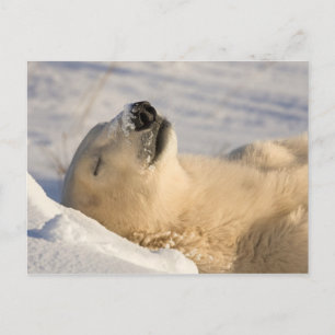 Cartão Postal Soneca do Urso Polar