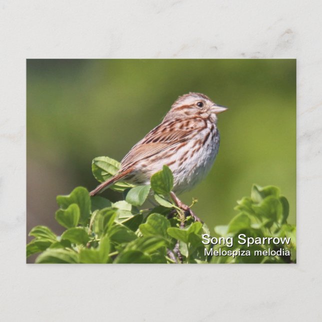 Cartão Postal Song Sparrow (Frente)