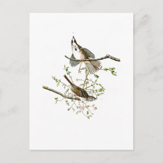 Cartão Postal Song Sparrow John James Audubon Birds da América