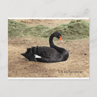 Cartão Postal Sonhando com o mar