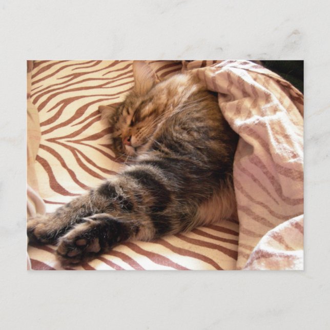 Cartão Postal Sonhar com o veldt (Frente)