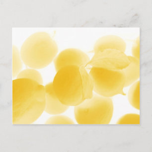 Cartão Postal sonho de limão