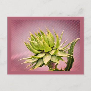 Cartão Postal Sonho verde