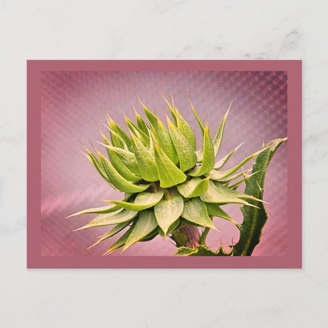 Cartão Postal Sonho verde (Frente)