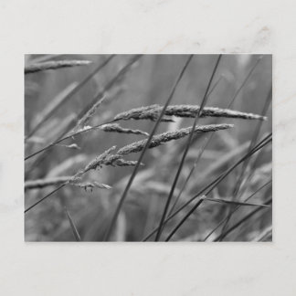 Cartão Postal Sonhos do Dia do Verão