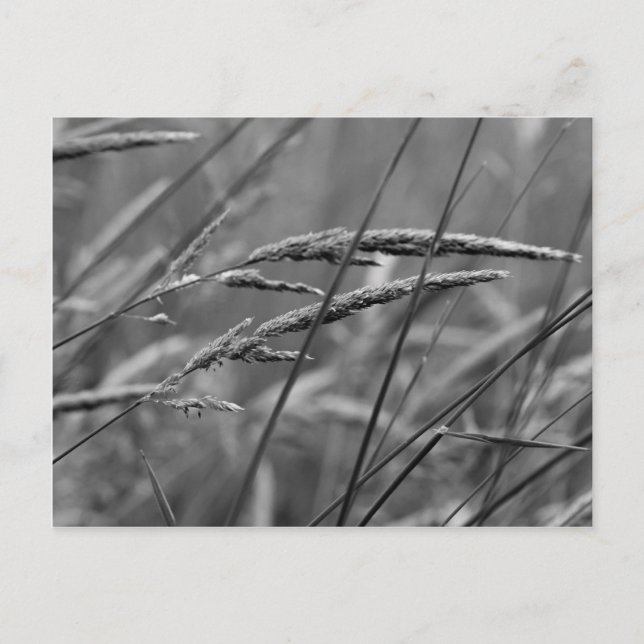 Cartão Postal Sonhos do Dia do Verão (Frente)