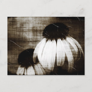 Cartão Postal Sonhos Escuros de Echinacea