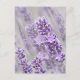 Cartão Postal Sonhos lavandas.