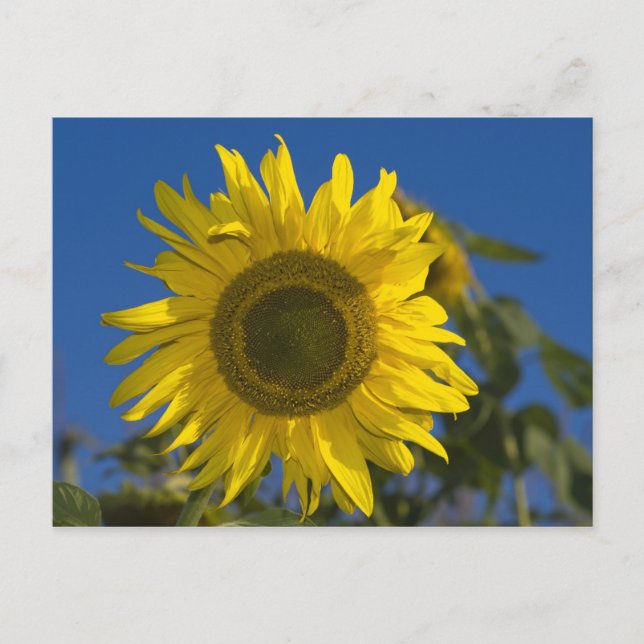 Cartão Postal Sonnenblume Postkarte (Frente)