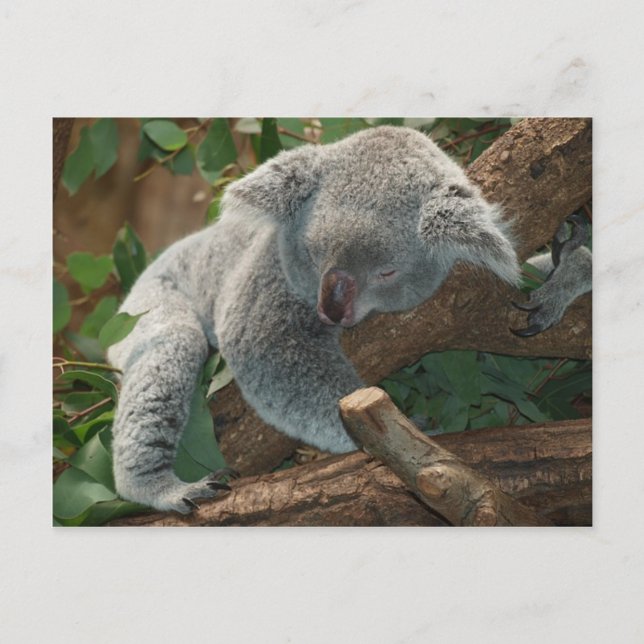 Cartão Postal Sono do ursinho de Austrália do urso de Koala (Frente)