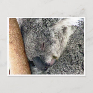 Cartão Postal sonolência koala