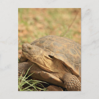 Cartão Postal Sonoran Desert Tortoise