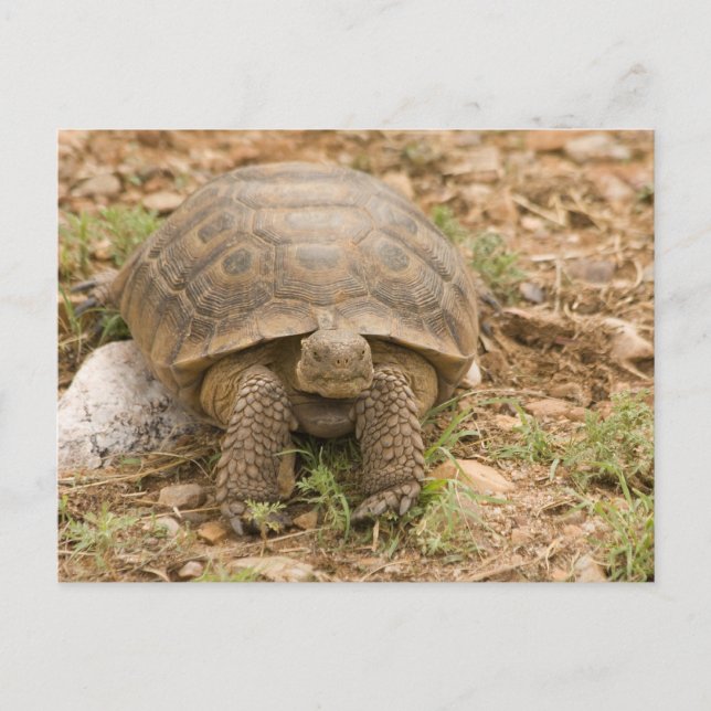 Cartão Postal Sonoran Deset Tortoise (Frente)