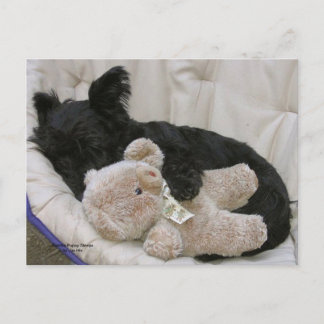 Cartão Postal Sonos do filhote de cachorro do Scottie