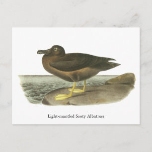 Cartão Postal Sooty Albatross, John Audubon