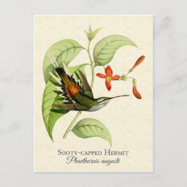 Cartão Postal Sooty Capped Hermit Hummingbird Vintage Art