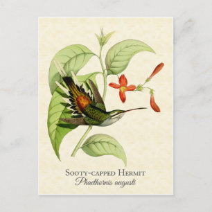 Cartão Postal Sooty Capped Hermit Hummingbird Vintage Art