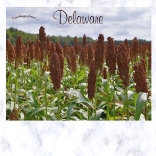 Cartão Postal Sorghum Crop em Delaware