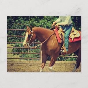 Cartão Postal Sorrel Ocidental