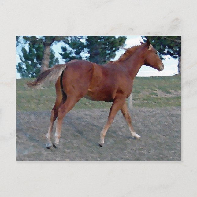 Cartão Postal Sorrel Yearling (Frente)