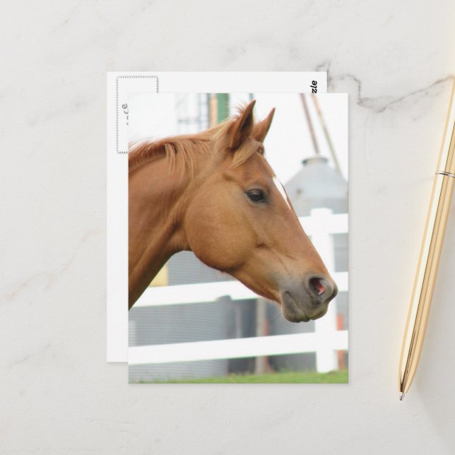 Cartão Postal Sorrel Young Gelding (Frente/Verso In Situ)