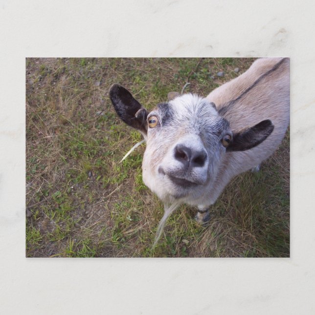 Cartão Postal Sorria Pela Câmera (Frente)