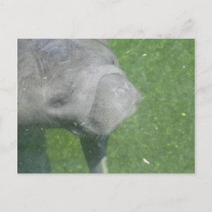 Cartão Postal Sorriso Manatee Foto de Água Animal