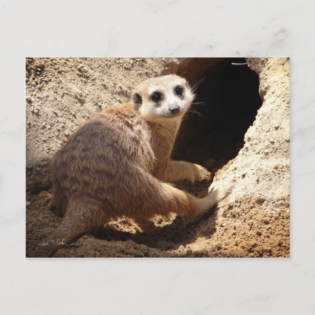 Cartão Postal Sorriso Meerkat (Frente)