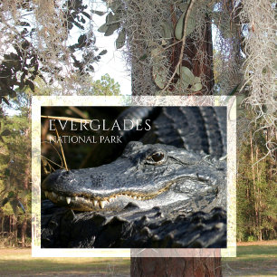 Cartão Postal Sorrisos de Jacaré do Pântano, Everglades NP