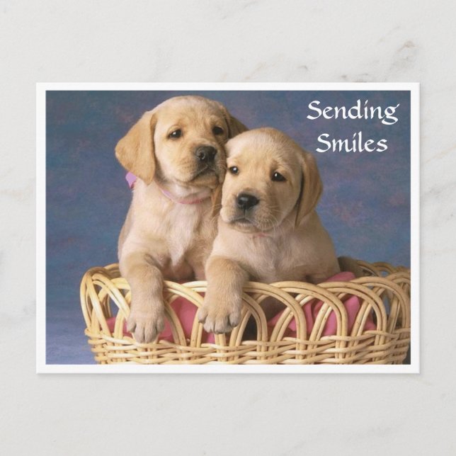 Cartão Postal Sorrisos Olá Labrador Retriever Puppy Posta Card (Frente)