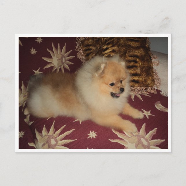 Cartão Postal Sosse (Frente)