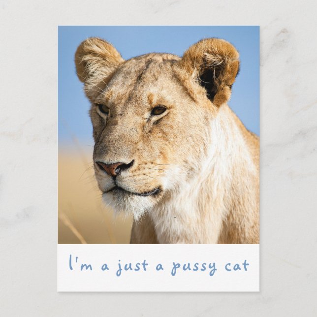 Cartão Postal Sou apenas uma foto de um gato com uma mensagem (Frente)