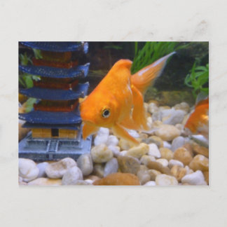 Cartão Postal Sou um Coy Koi