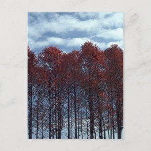 Cartão Postal Sourwood Trees postcard
