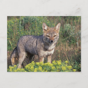 Cartão Postal South America, Chile, Torres del Paine NP,