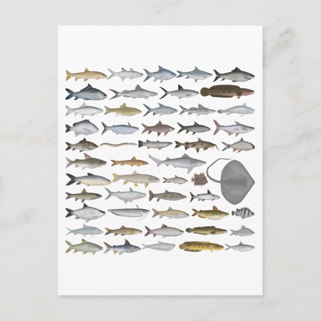Cartão Postal South Asia Freshwater Fish Group (Frente)