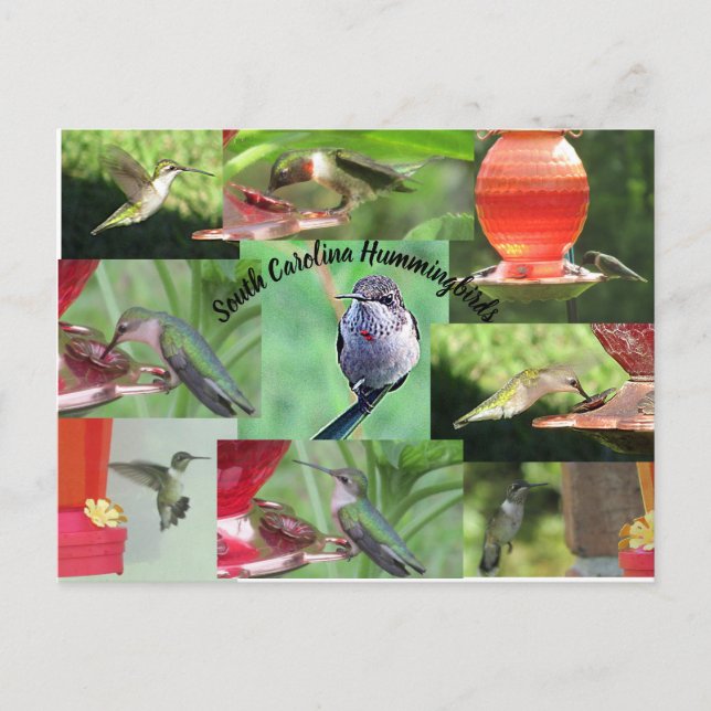 Cartão Postal South Carolina Hummingbird (Frente)