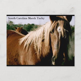 Cartão Postal South Carolina Marsh Tacky
