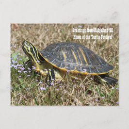 Cartão Postal South Carolina Turtle